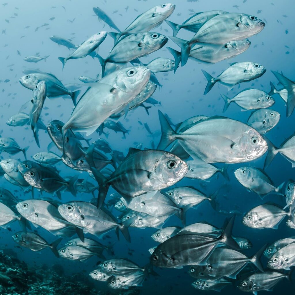 eq fish equerra